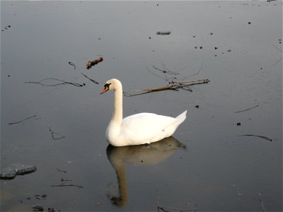 Swan sitting on the frozen surface of a lake photo