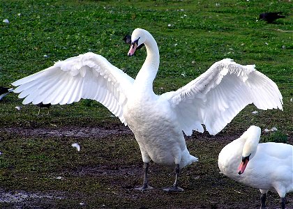 Swan.spreads.wings.arp photo