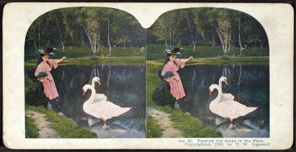 Feeding the swan in the park. photo