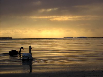 two swans and sunset photo