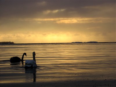 two swans and sunset