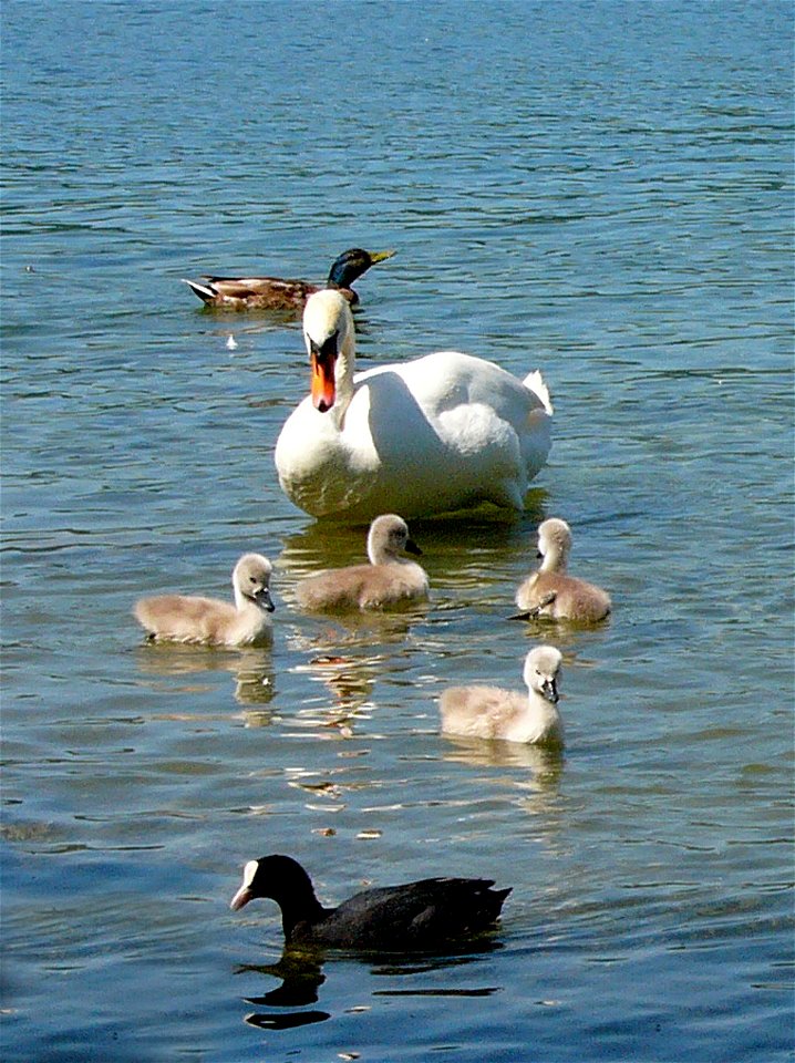 Schwanenfamilie auf dem Greifensse, Kanton Zürich, Schweiz