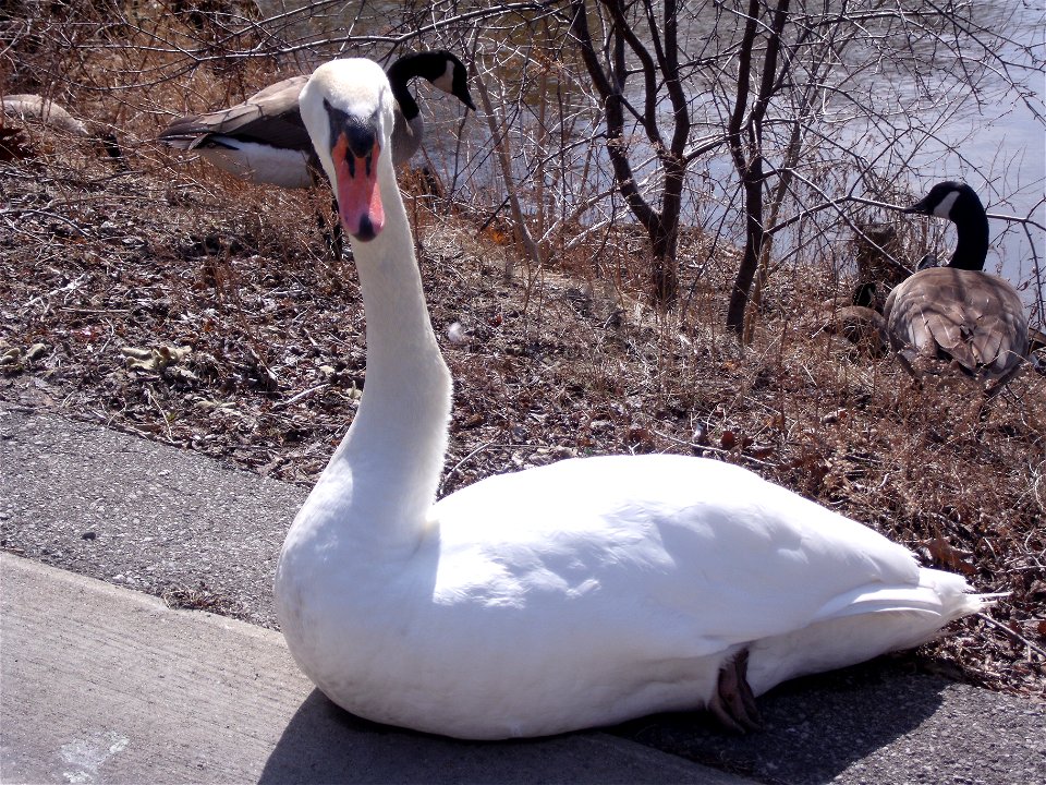Mute swan in Hamilton, Ontario
