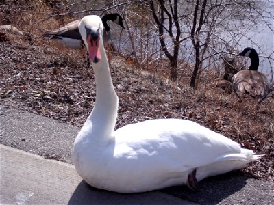 Mute swan in Hamilton, Ontario photo
