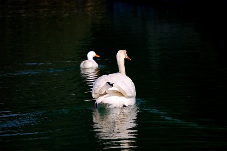 Domestic duck and mute swan (Cygnus olor) photo