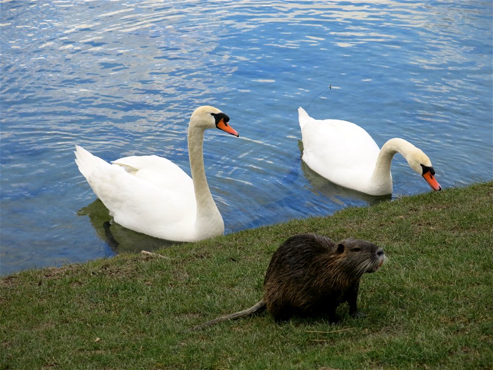 Nutria on the leisure base of Vaires-Torcy (Seine-et-Marne, France).