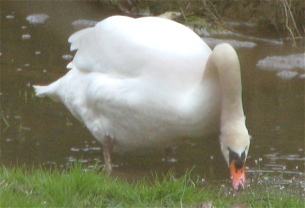 Signe