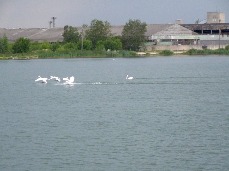 Swans in Männiku