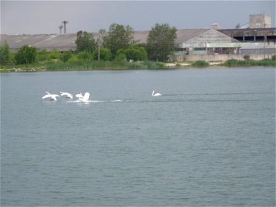 Swans in Männiku