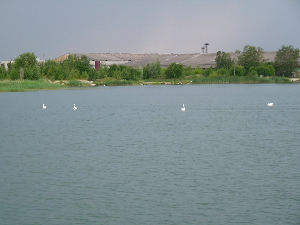 Swans swimming in Männiku quarry
