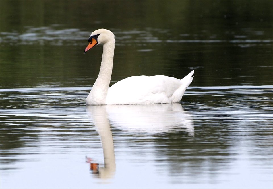 Mute Swan swimming in the river Segre, near Montoliu de Lleida (Catalonia).