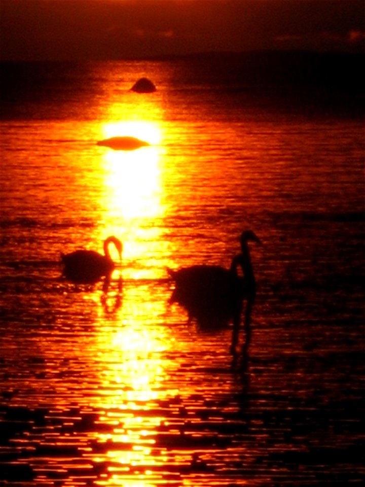 the sun and the swans