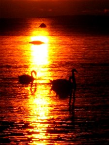 the sun and the swans photo