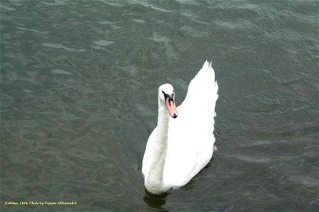 Mute swan (Cygnus olor) at Koblenz, Germany photo