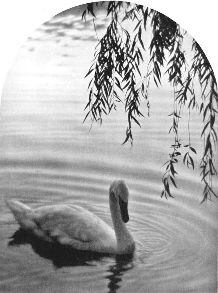 Sheckell-decorative-panel
