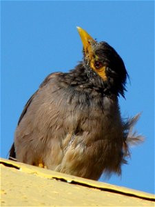 Common [Indian] myna (Acridotheres tristis), young bird. Baikonur-town, Kazakhstan.