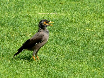 Acridotheres tristis (Common Myna) in the grounds of Le Royal Méridien Beach Resort and Spa in Dubai Marina, Dubai, United Arab Emirates. photo