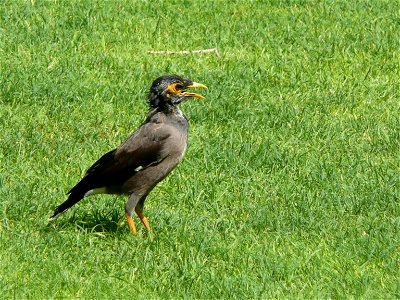 Acridotheres tristis (Common Myna) in the grounds of Le Royal Méridien Beach Resort and Spa in Dubai Marina, Dubai, United Arab Emirates.