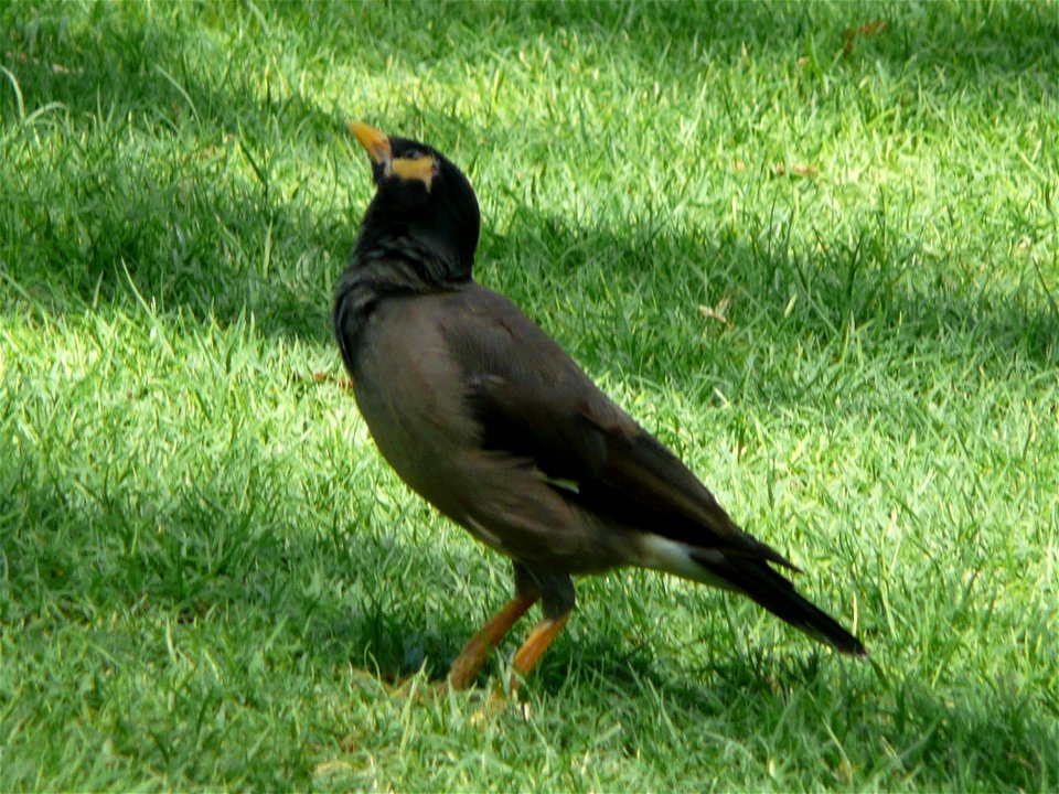 Acridotheres tristis (Common Myna) in the grounds of Le Royal Méridien Beach Resort and Spa in Dubai Marina, Dubai, United Arab Emirates.