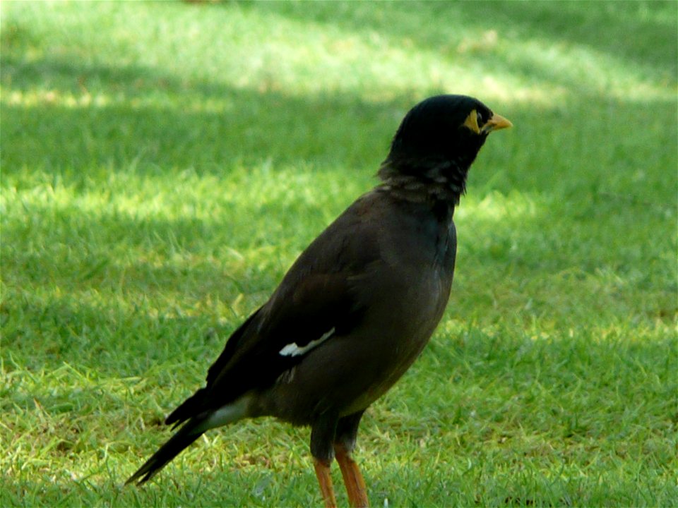 Acridotheres tristis (Common Myna) in the grounds of Le Royal Méridien Beach Resort and Spa in Dubai Marina, Dubai, United Arab Emirates.