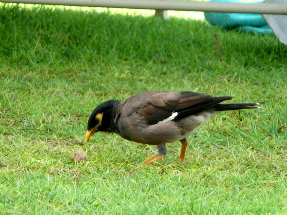 Acridotheres tristis (Common Myna) in the grounds of Le Royal Méridien Beach Resort and Spa in Dubai Marina, Dubai, United Arab Emirates.