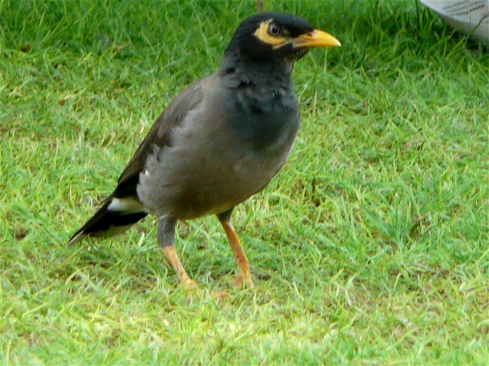 Acridotheres tristis (Common Myna) in the grounds of Le Royal Méridien Beach Resort and Spa in Dubai Marina, Dubai, United Arab Emirates.