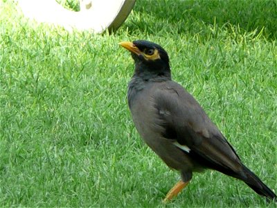 Acridotheres tristis (Common Myna) in the grounds of Le Royal Méridien Beach Resort and Spa in Dubai Marina, Dubai, United Arab Emirates.
