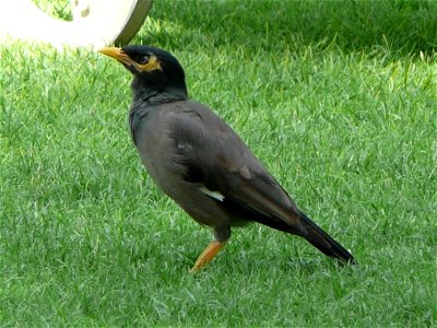 Acridotheres tristis (Common Myna) in the grounds of Le Royal Méridien Beach Resort and Spa in Dubai Marina, Dubai, United Arab Emirates. photo