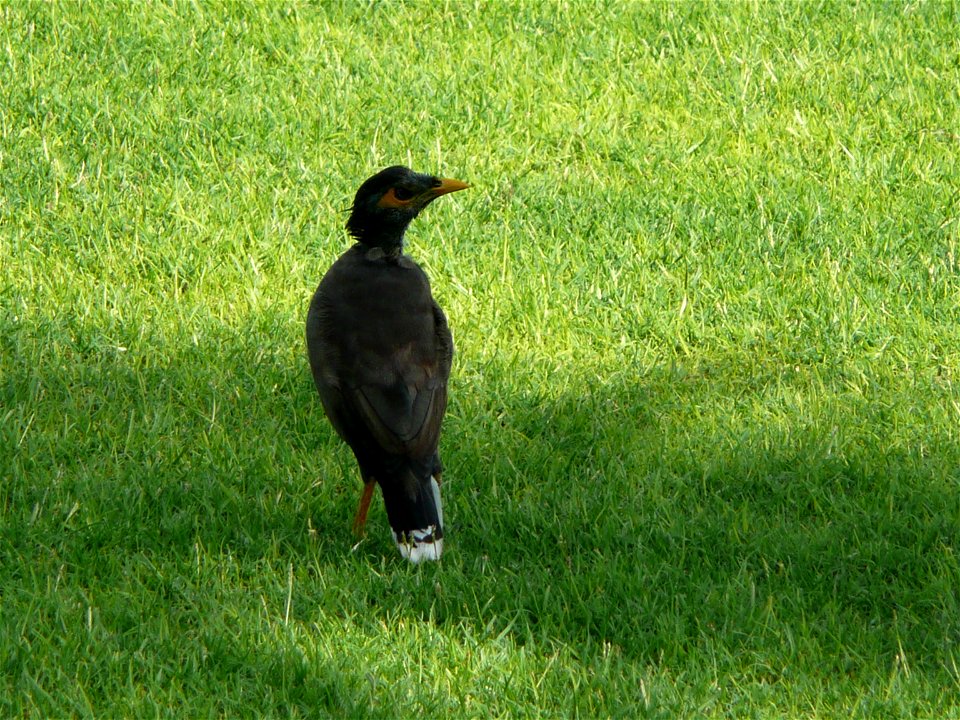 Acridotheres tristis (Common Myna) in the grounds of Le Royal Méridien Beach Resort and Spa in Dubai Marina, Dubai, United Arab Emirates.