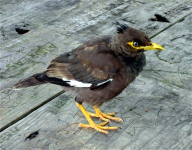 Acridotheres tristis ("Common Mynah") in Mahe, Seychelles photo