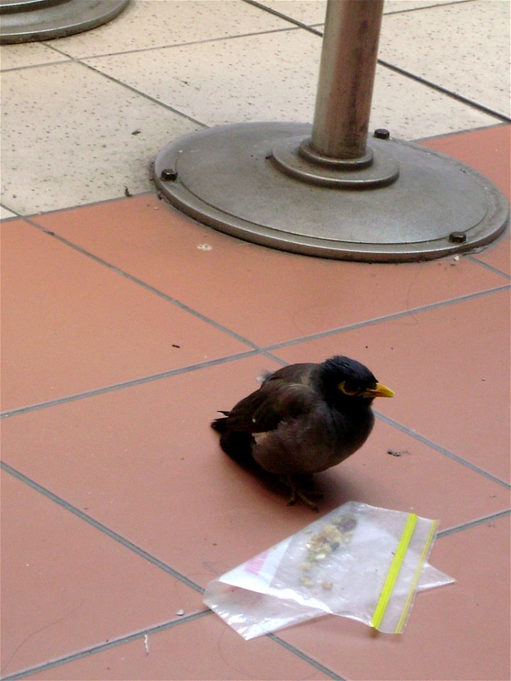 Common myna (Acridotheres tristes) attempting to eat from plastic bag, Wollongong,  NSW, Australia
