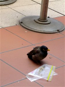 Common myna (Acridotheres tristes) attempting to eat from plastic bag, Wollongong, NSW, Australia photo