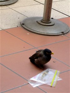Common myna (Acridotheres tristes) attempting to eat from plastic bag, Wollongong,  NSW, Australia