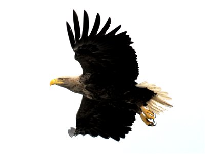 White-tailed eagle, Greifswalder Bodden, Germany