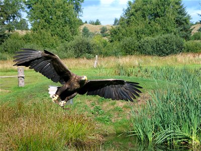 I took this picture of an (big bird ) in flight while visiting a Danish Eagle reservation called Ørnereservatet. photo