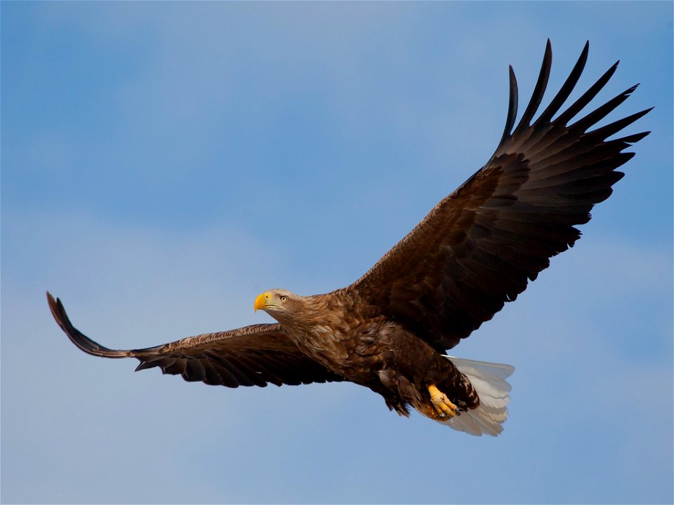 White-tailed Eagle,Haliaeetus albicilla,Hokkaido,Japan photo