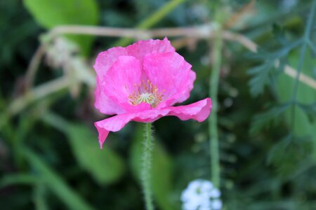 Macro nature garden photo