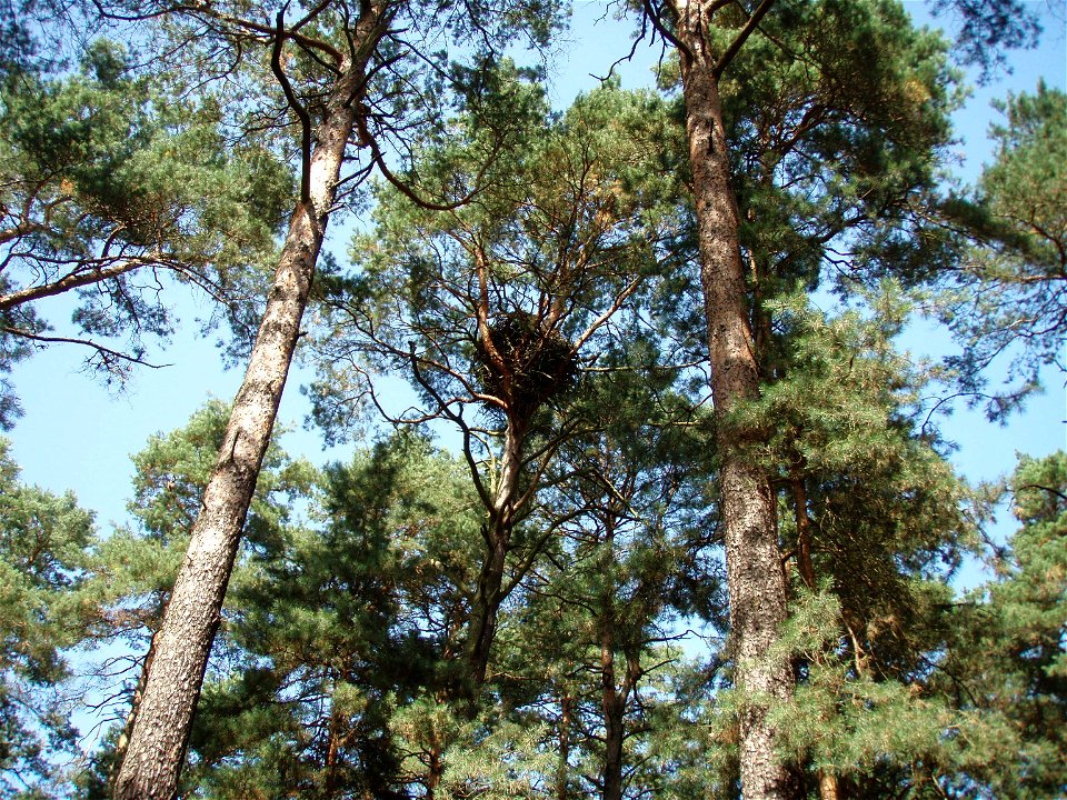 Eagle nest in Brandenburg, Germany.