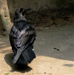 American crow (Corvus brachyrhynchos)