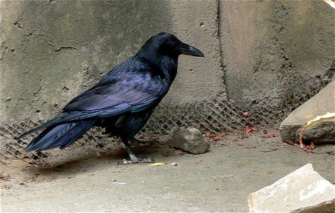 American crow (Corvus brachyrhynchos)