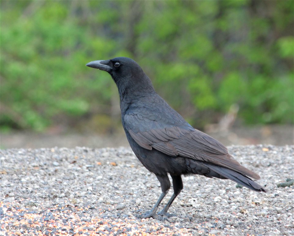 Corvus Brachyrhynos