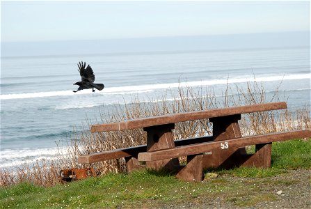 crow_flying_south_beach_picnic_table_coast_birds_wildlife_c_bubar_march_05_2015