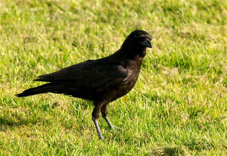 Crow in parking lot at Marymoor Park. Profile view from right, head turned towards camera. I believe it's an American Crow (Corvus brachyrhynchos) but I'm uncertain of this identification.