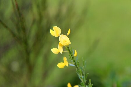 Broom yellow yellow flowers yellow petals