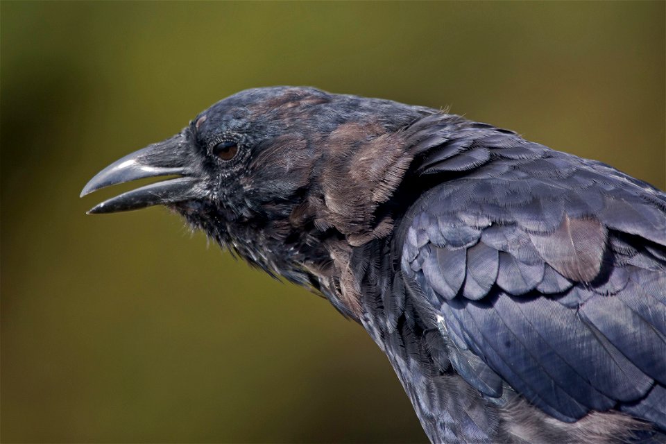 American Crow

You are free to use this image with the following photo credit: Peter Pearsall/U.S. Fish and Wildlife Service