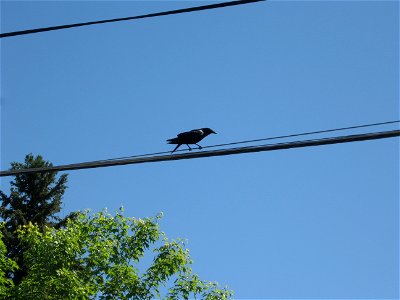 American Crow in Bozeman Montana