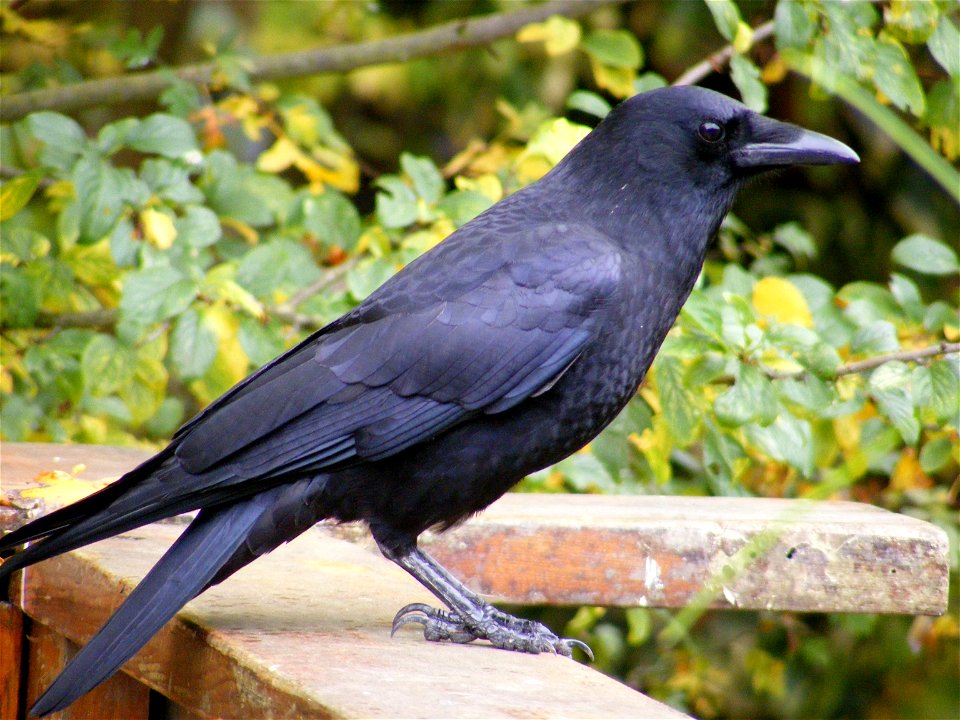 Northwestern Crow on balcony rail
