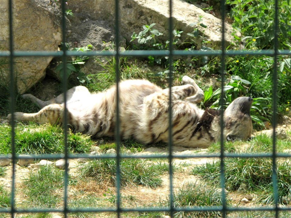Hyena at the zoo of the bois d'Attilly (Seine-et-Marne, France).