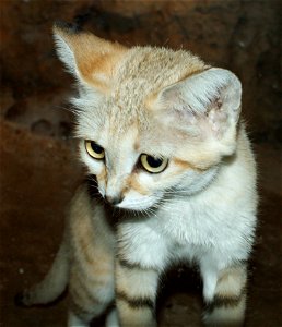 Sand cat (Felis margarita)