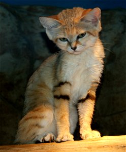 Sand cat (Felis margarita) photo